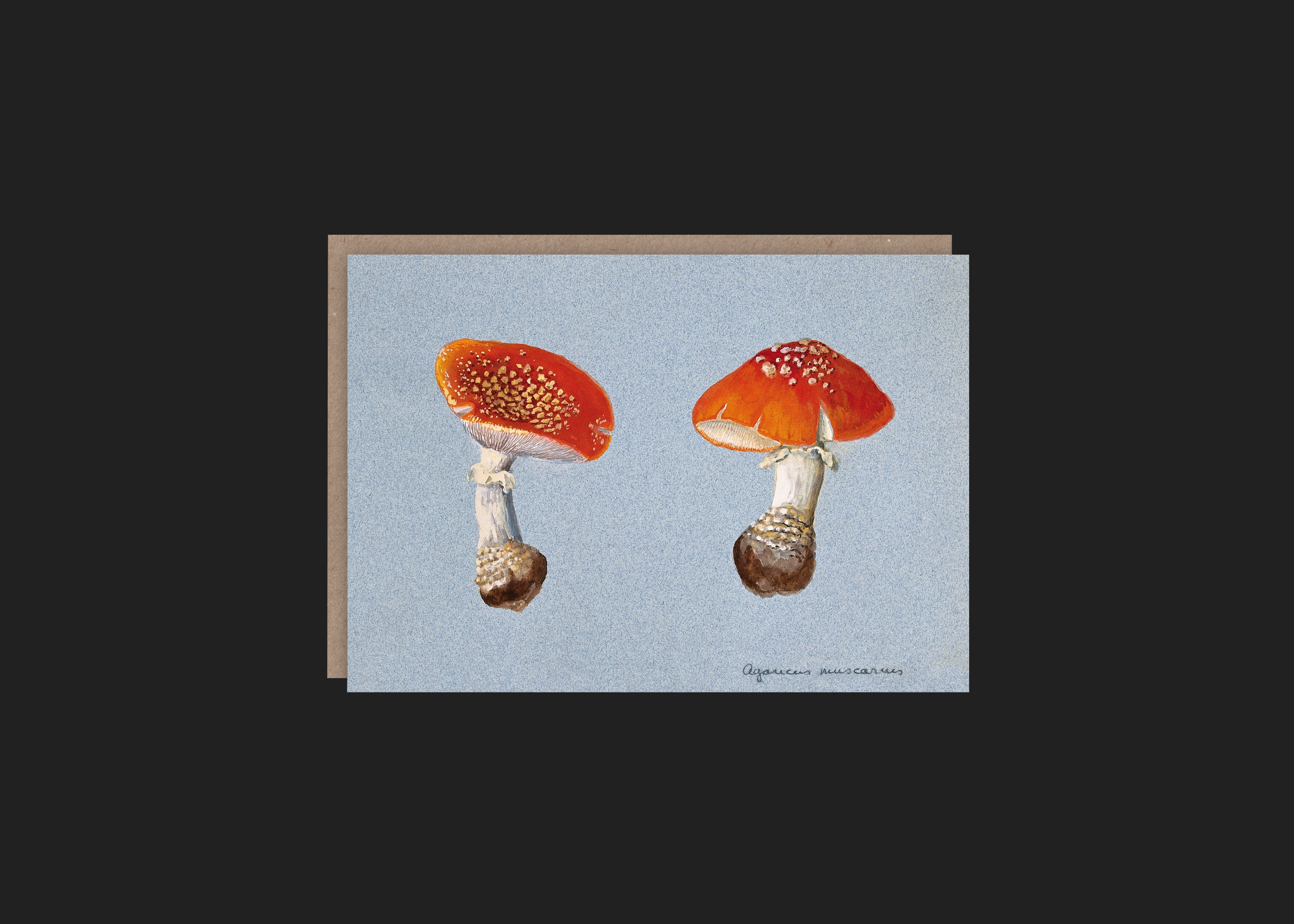 Fly Agaric