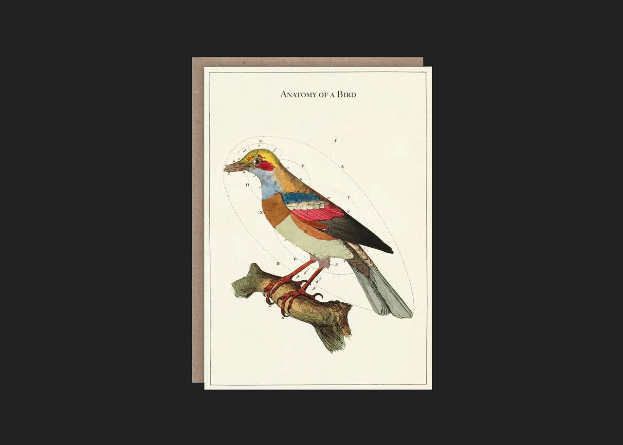 Anatomy of A Bird