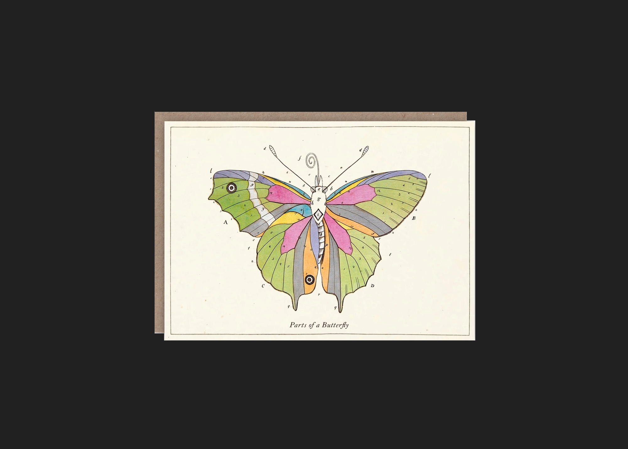 Parts of A Butterfly