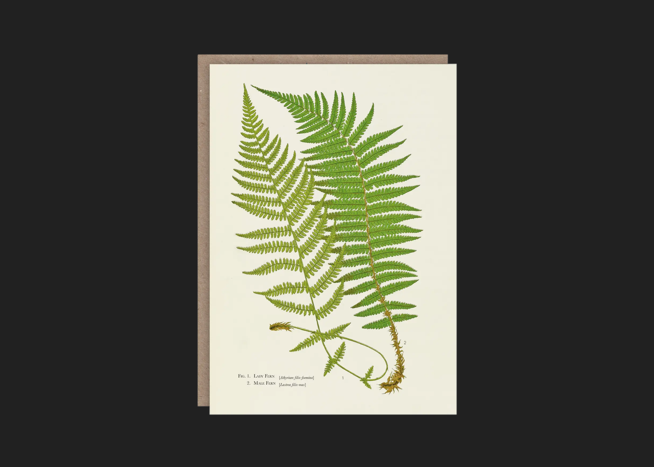 Ferns