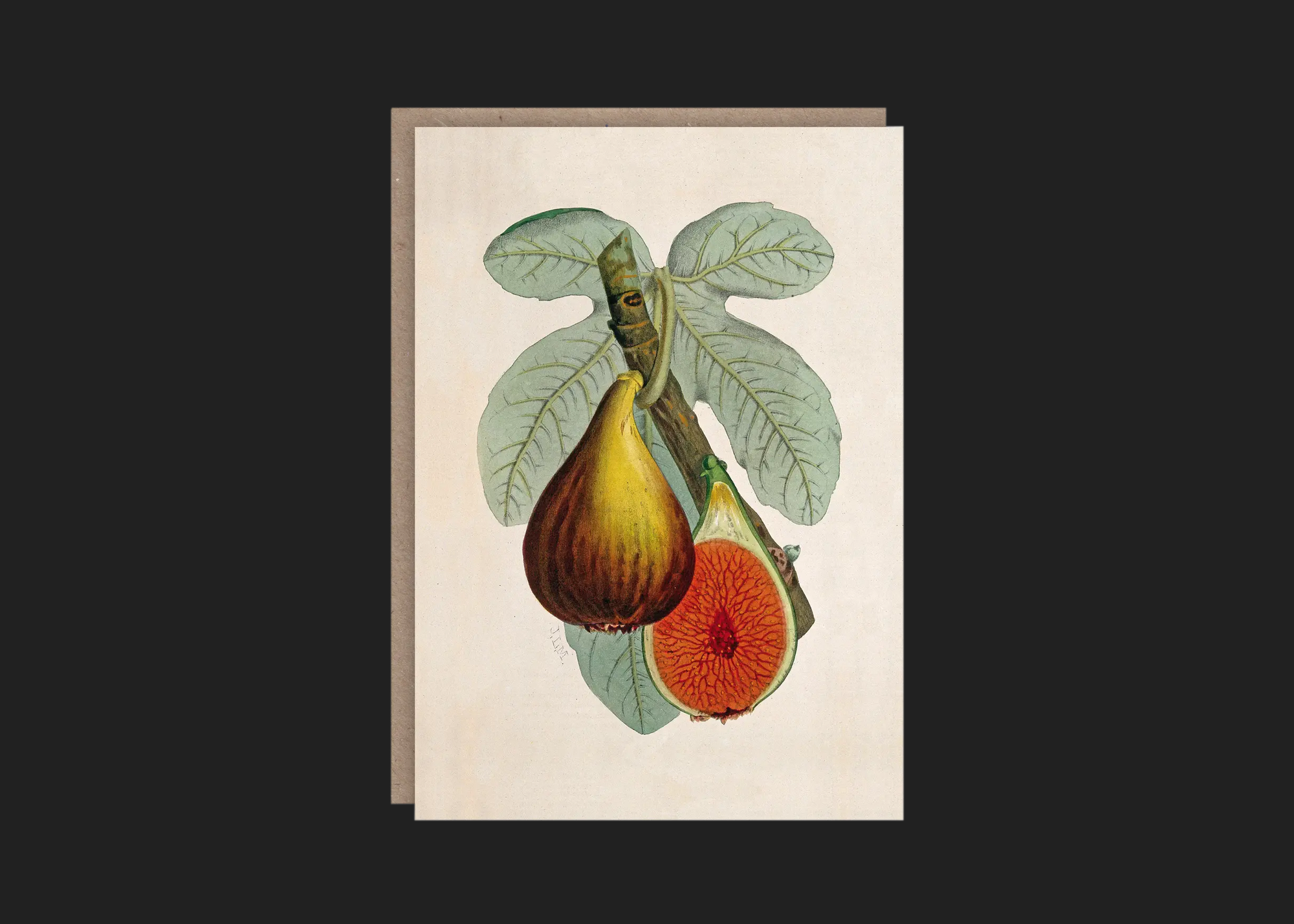 Fig Plant