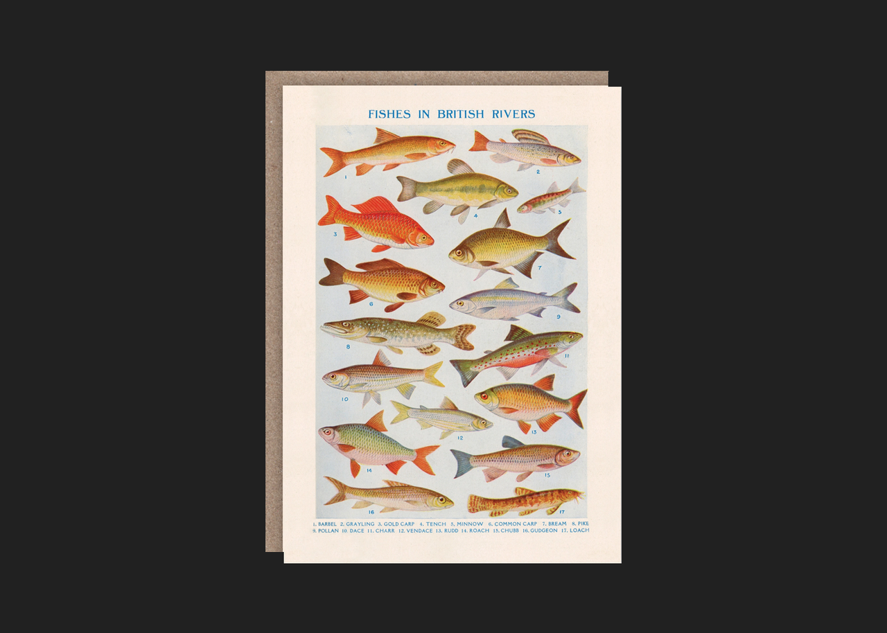 Fishes in British Rivers