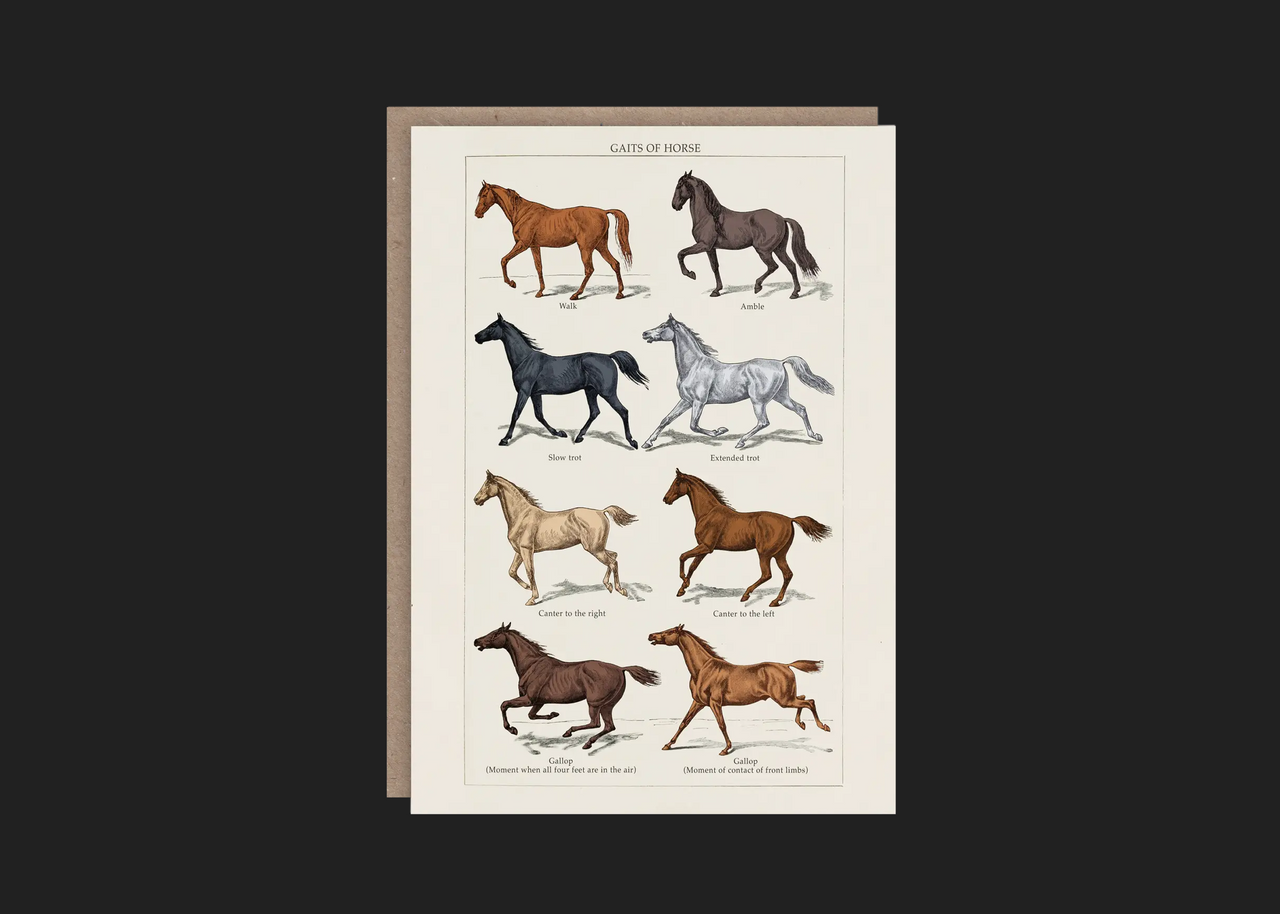 Gaits of Horse