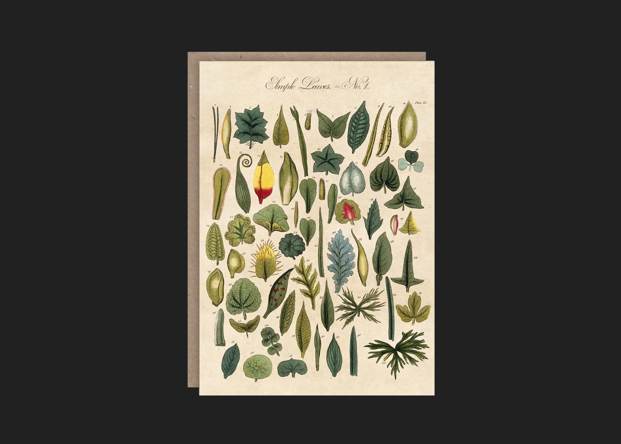 Leaves
