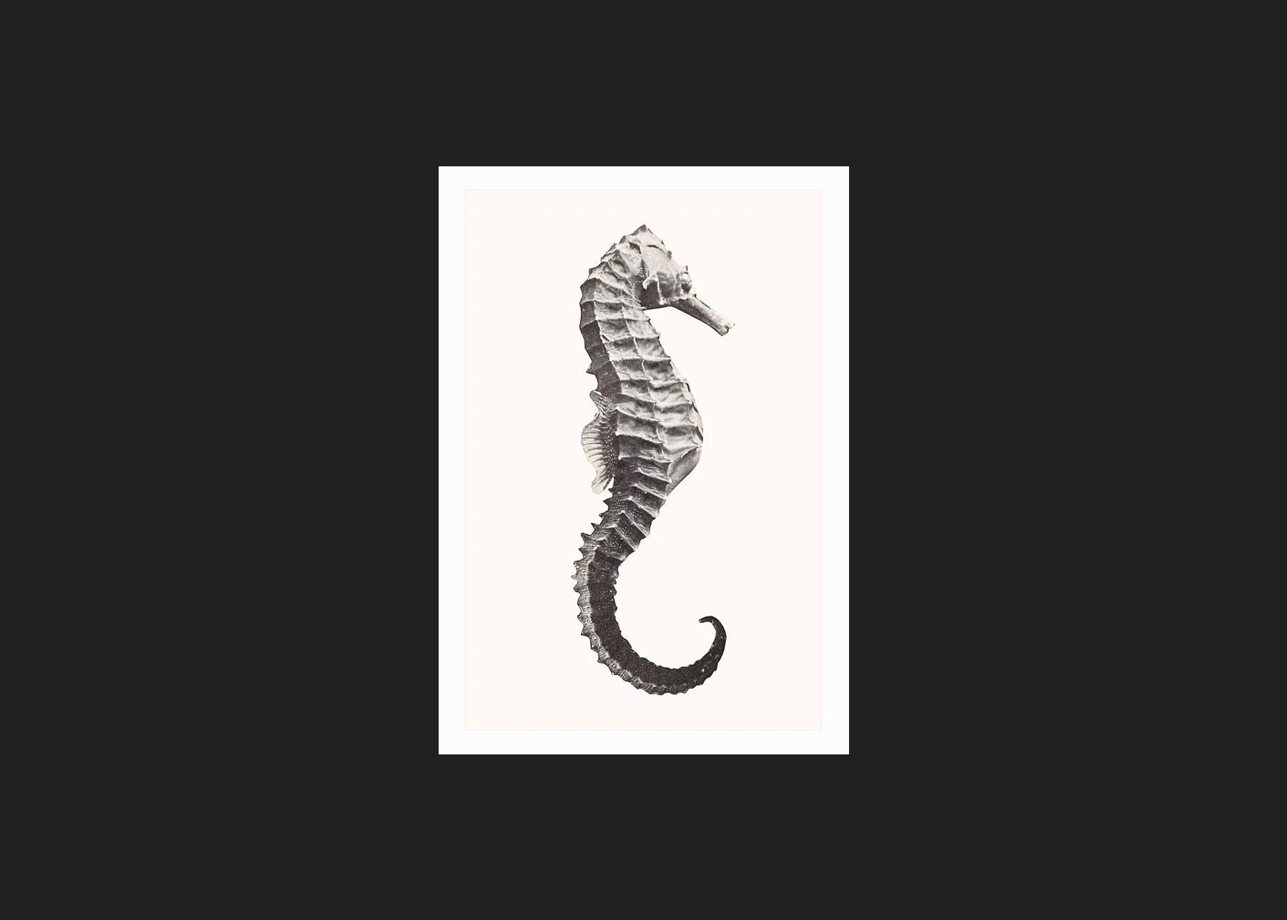 Seahorse Postcard