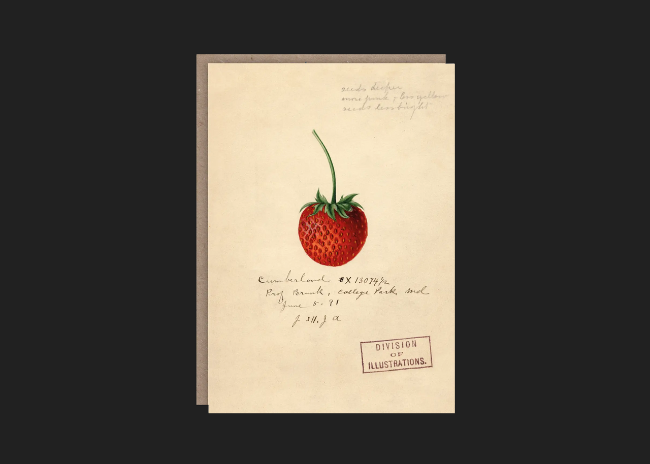 Strawberry