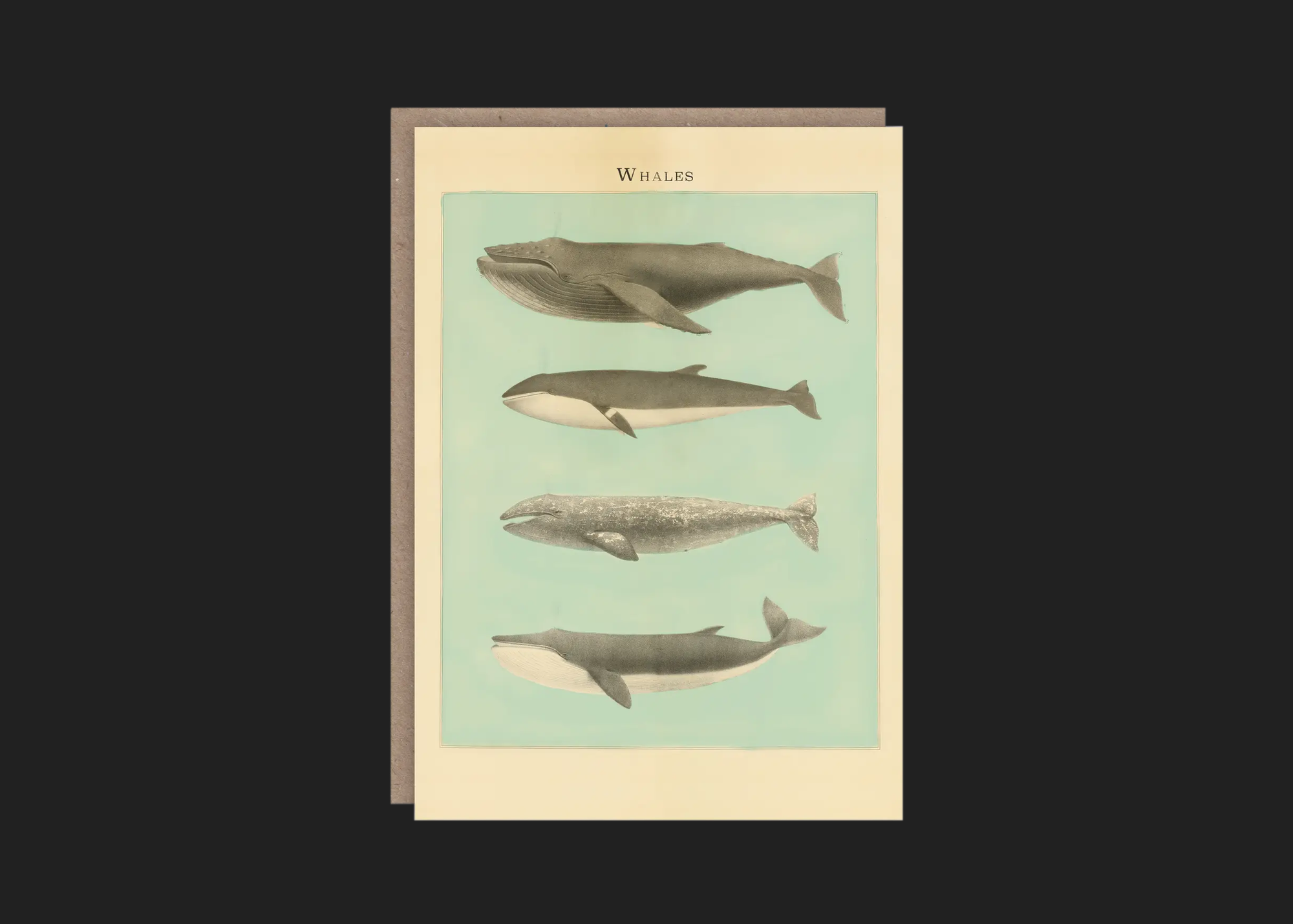 Whales